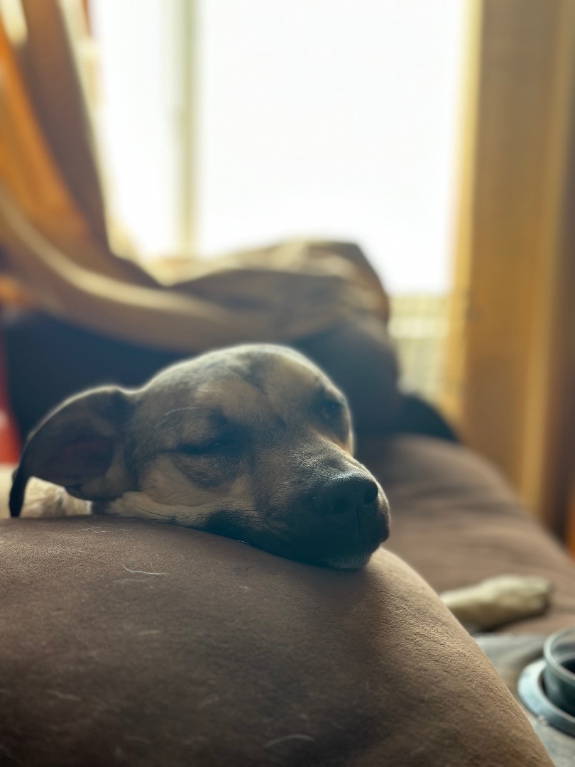 Daisy, a Adopted mixed breed in Carlin, NV image 2/4