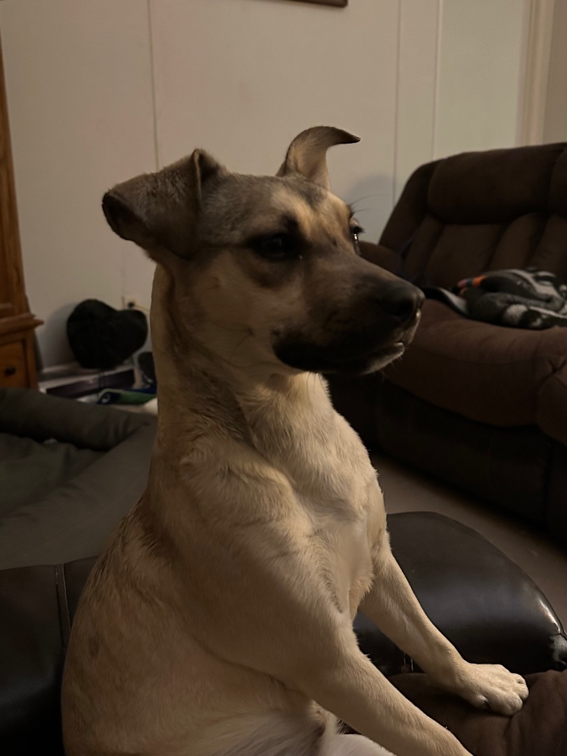 Daisy, a Adopted mixed breed in Carlin, NV image 4/4