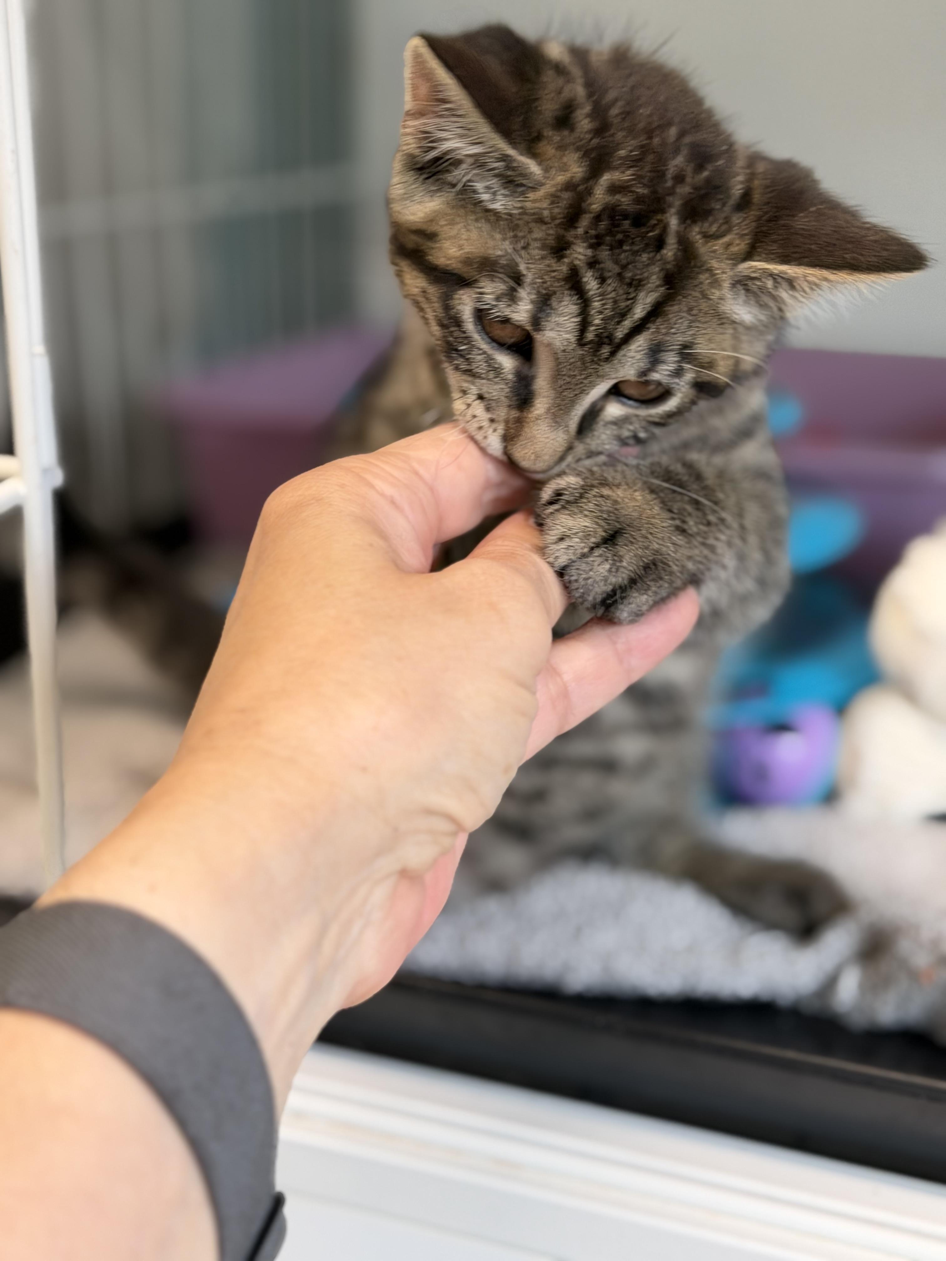 Pugsley, an adopted Domestic Short Hair in Warren, OH image 4/5