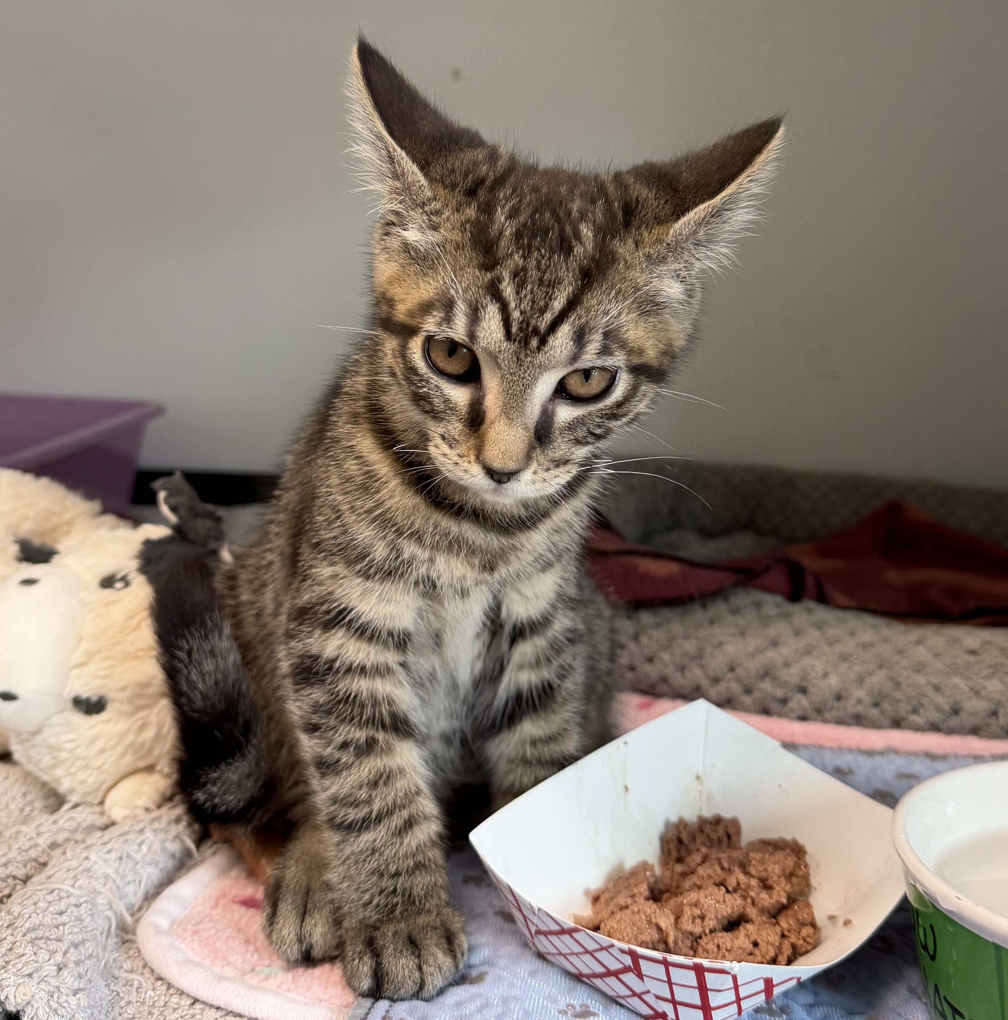 Pugsley, adopted, Kitten Male Domestic Short Hair.