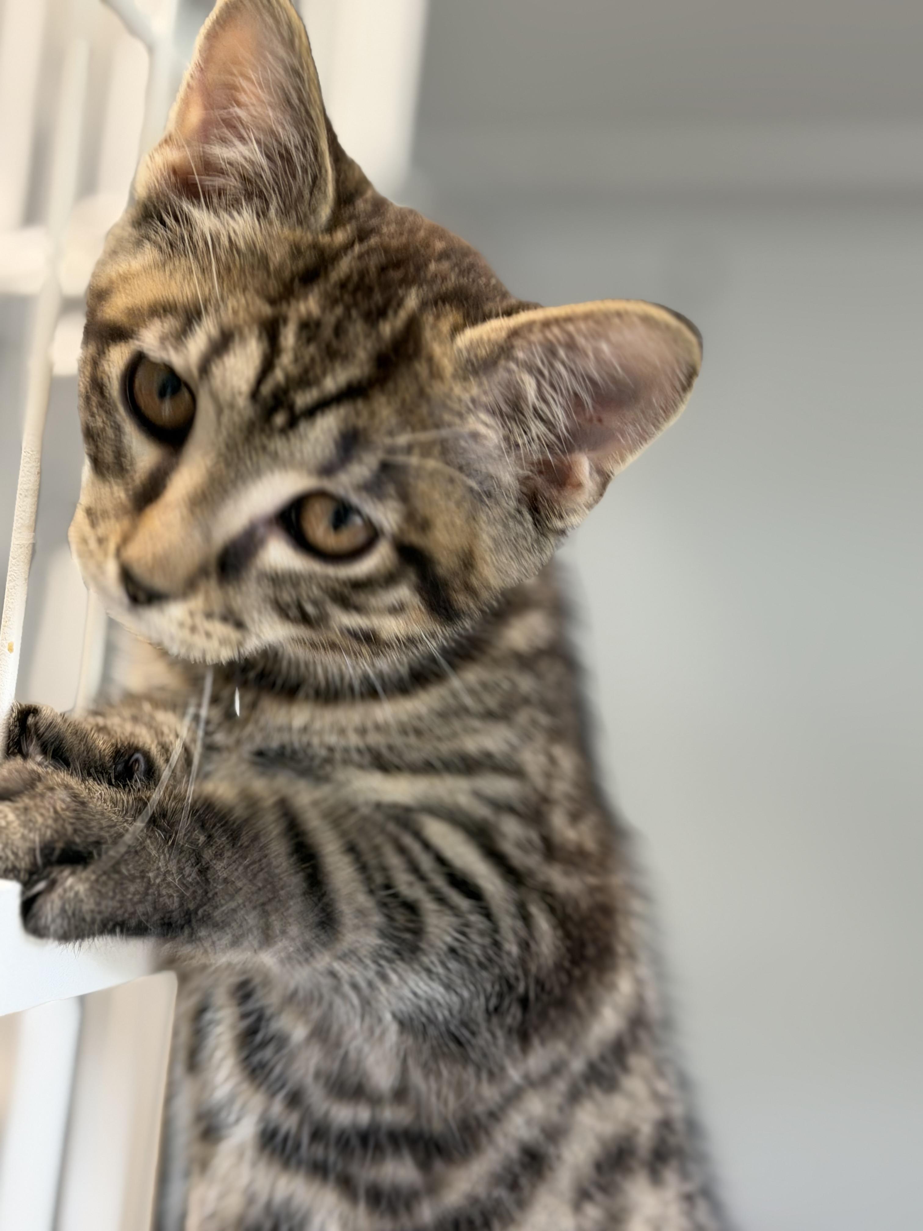 Pugsley, an adopted Domestic Short Hair in Warren, OH image 3/5
