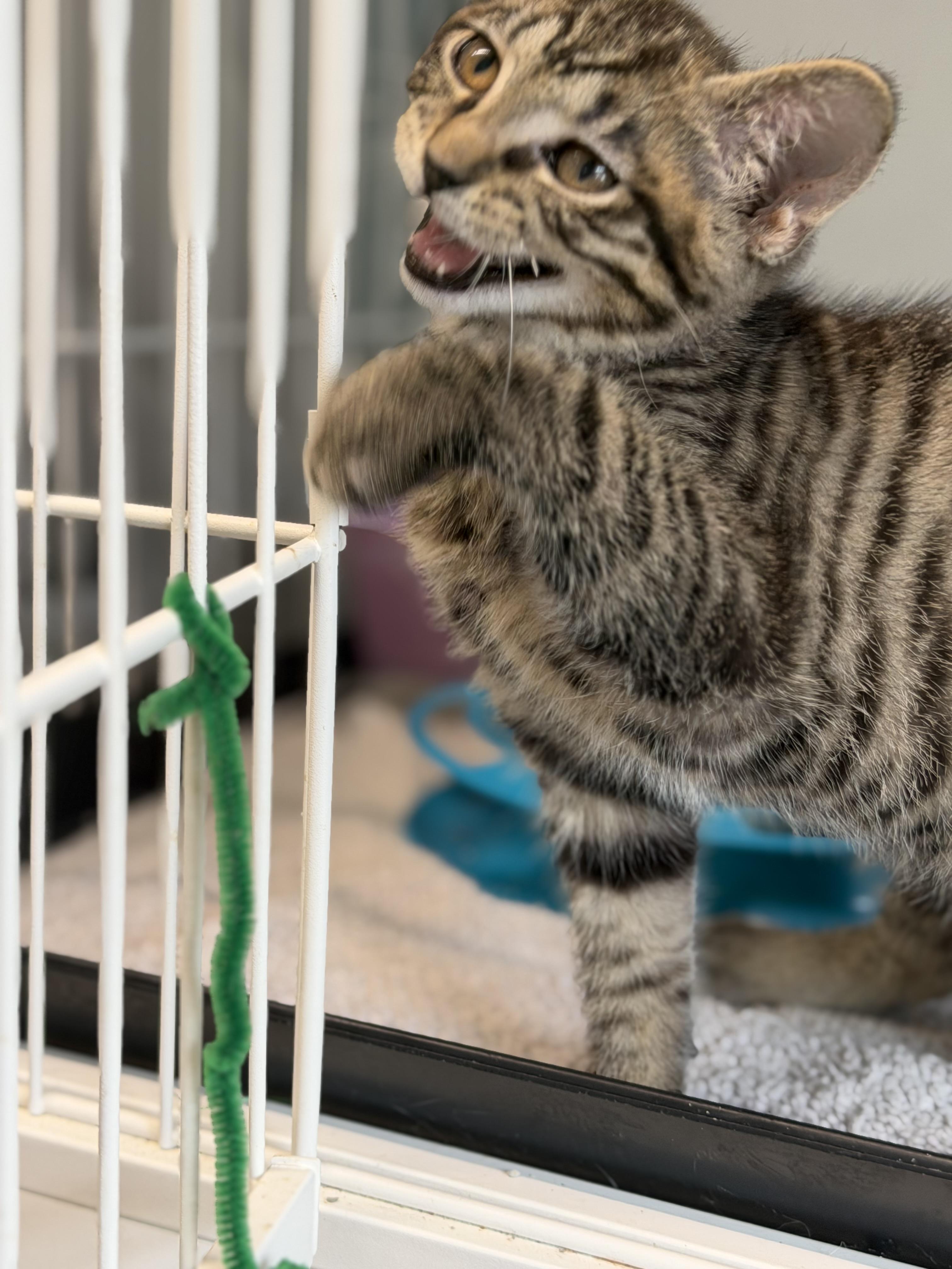Pugsley, an adopted Domestic Short Hair in Warren, OH image 2/5