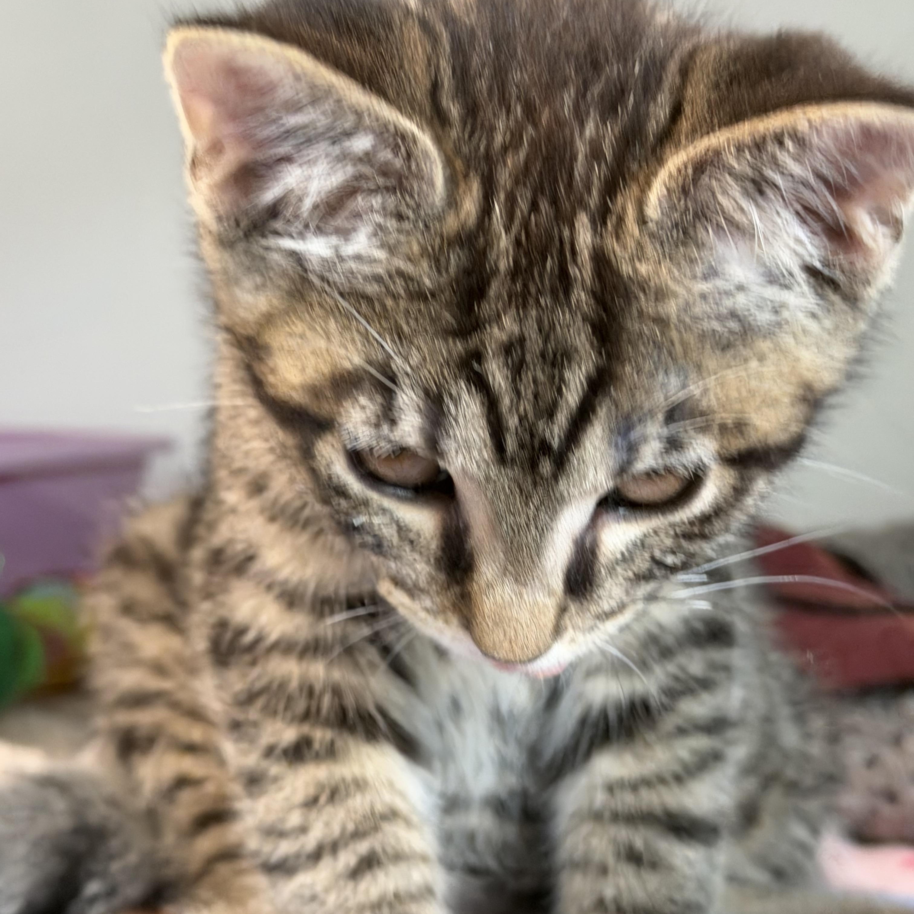 Pugsley, an adopted Domestic Short Hair in Warren, OH image 5/5