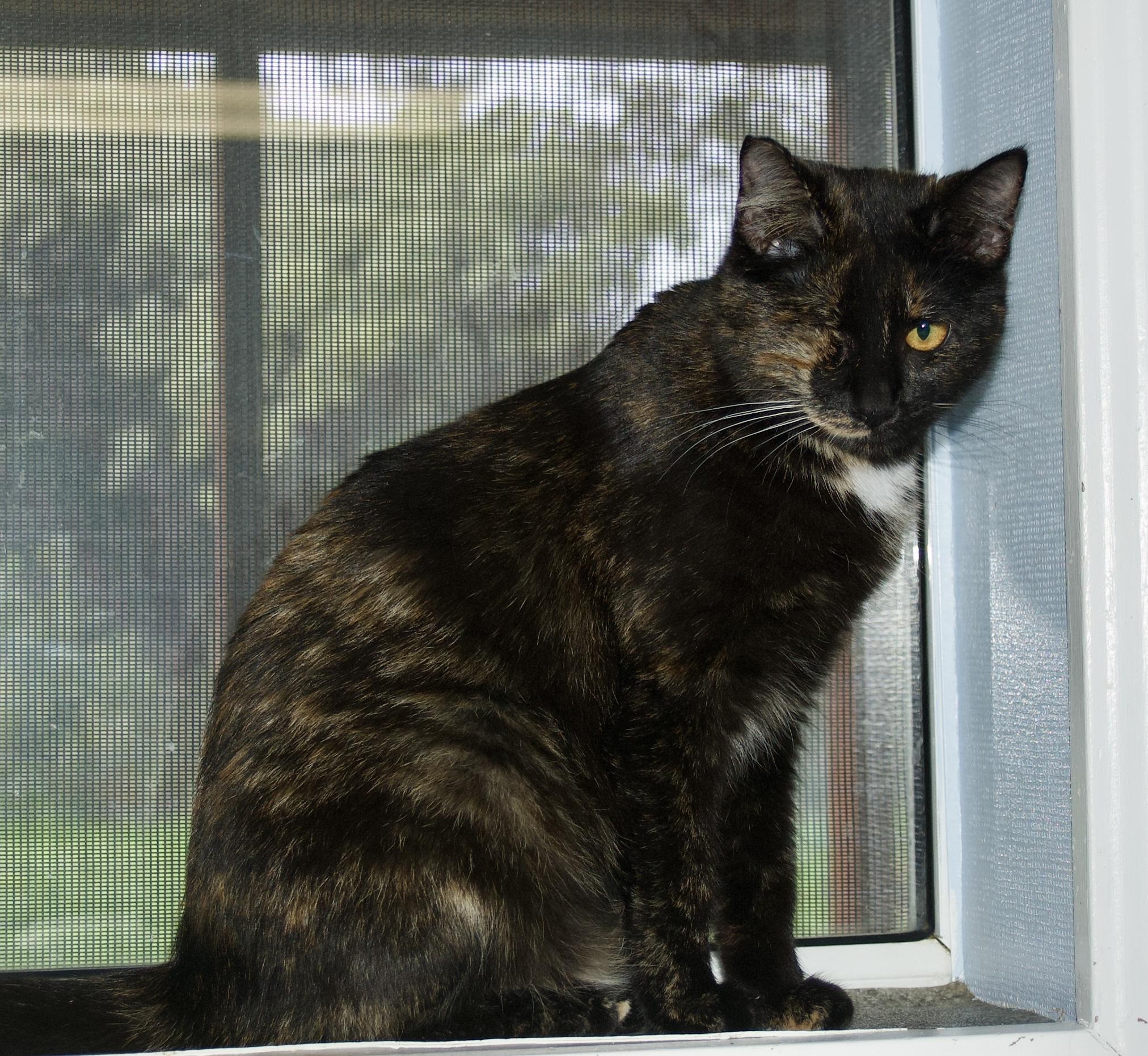 Veronica Kelly, Adoptable, Young Female Tortoiseshell.