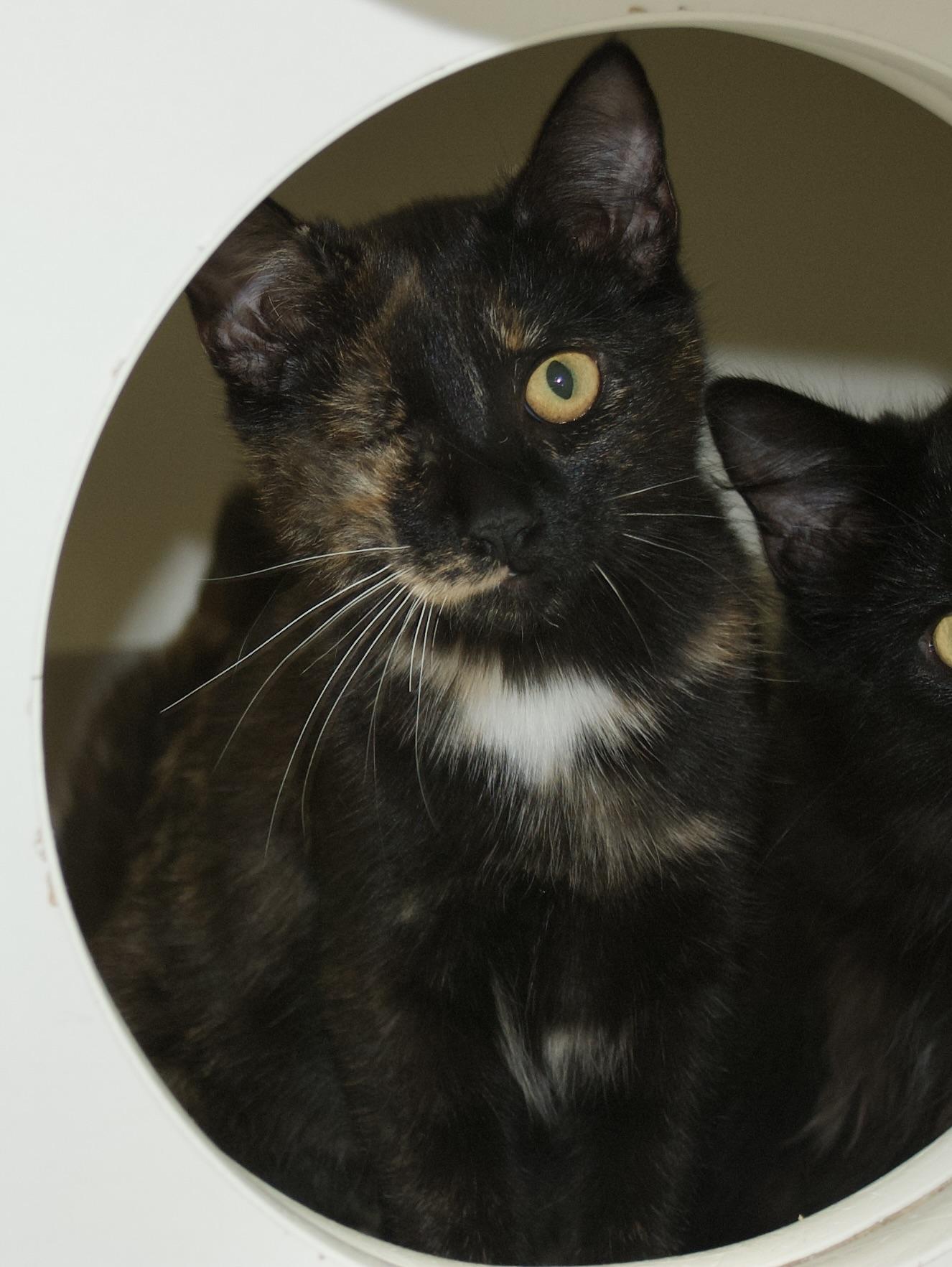 Veronica Kelly, a Adoptable Tortoiseshell in Grass Valley, CA image 2/2