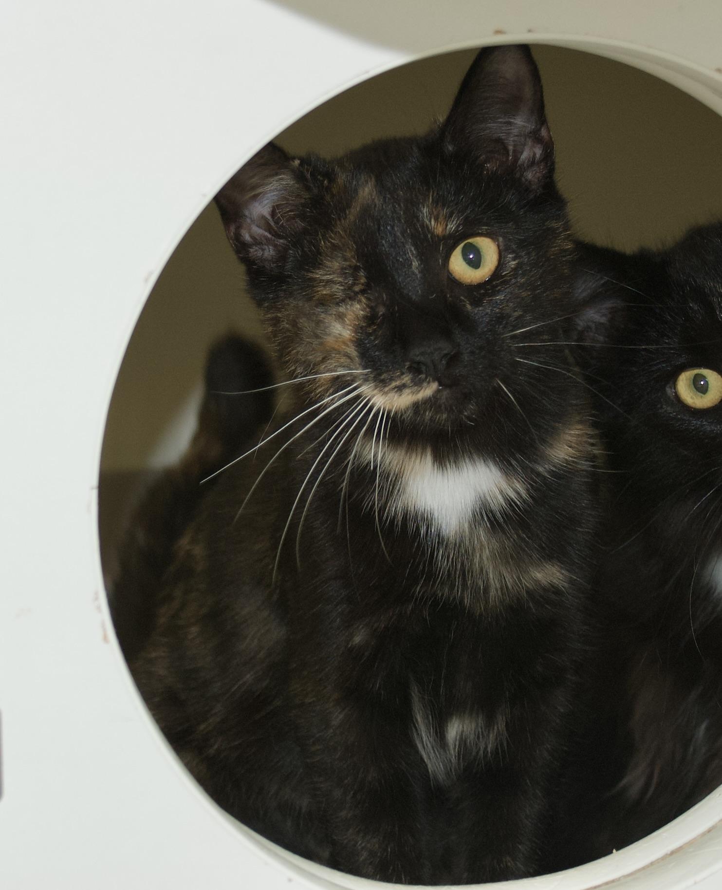 Veronica Kelly, a Adoptable Tortoiseshell in Grass Valley, CA image 1/2