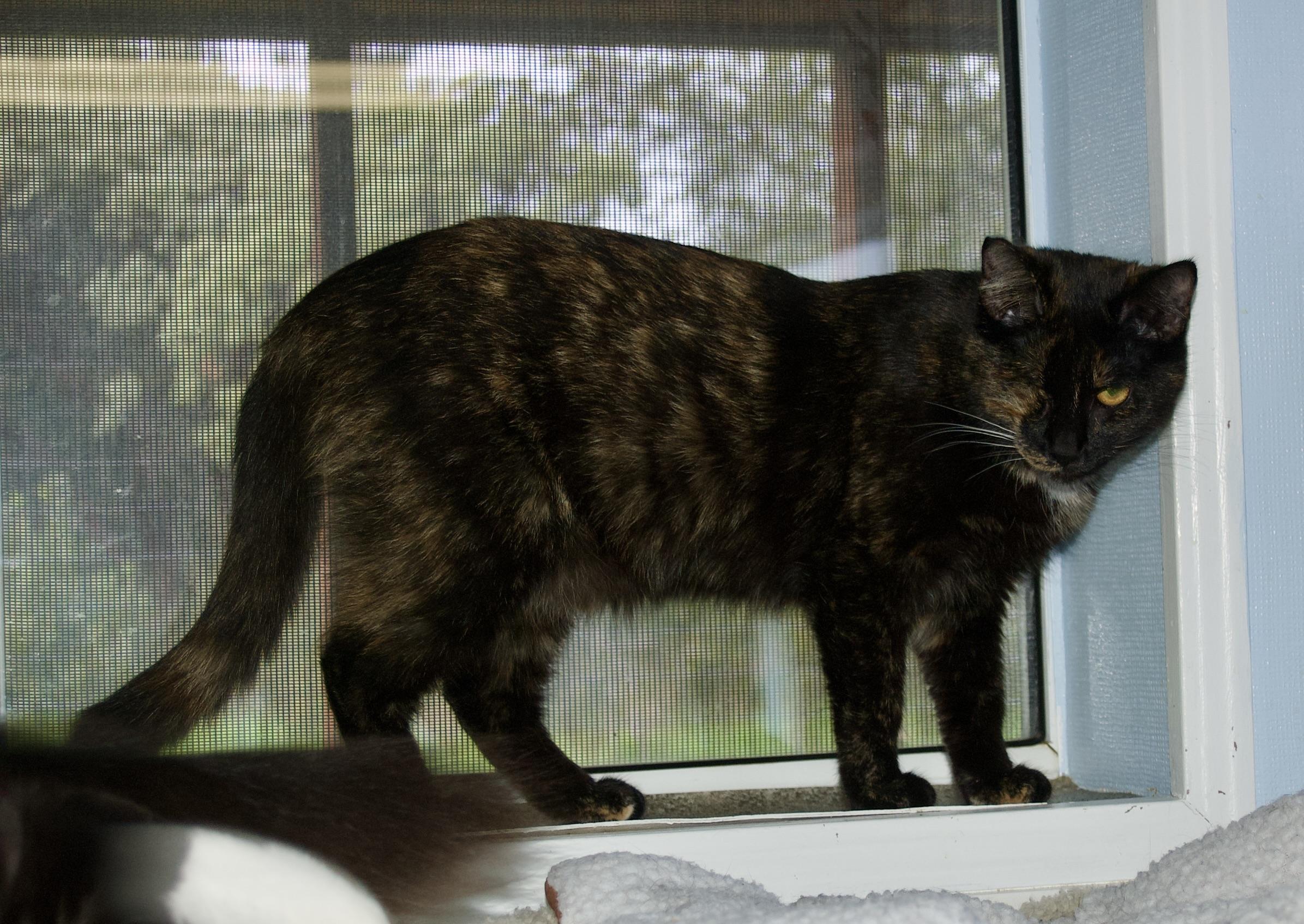 Enlarge Veronica Kelly, a Adoptable Tortoiseshell in Grass Valley, CA image 3/6