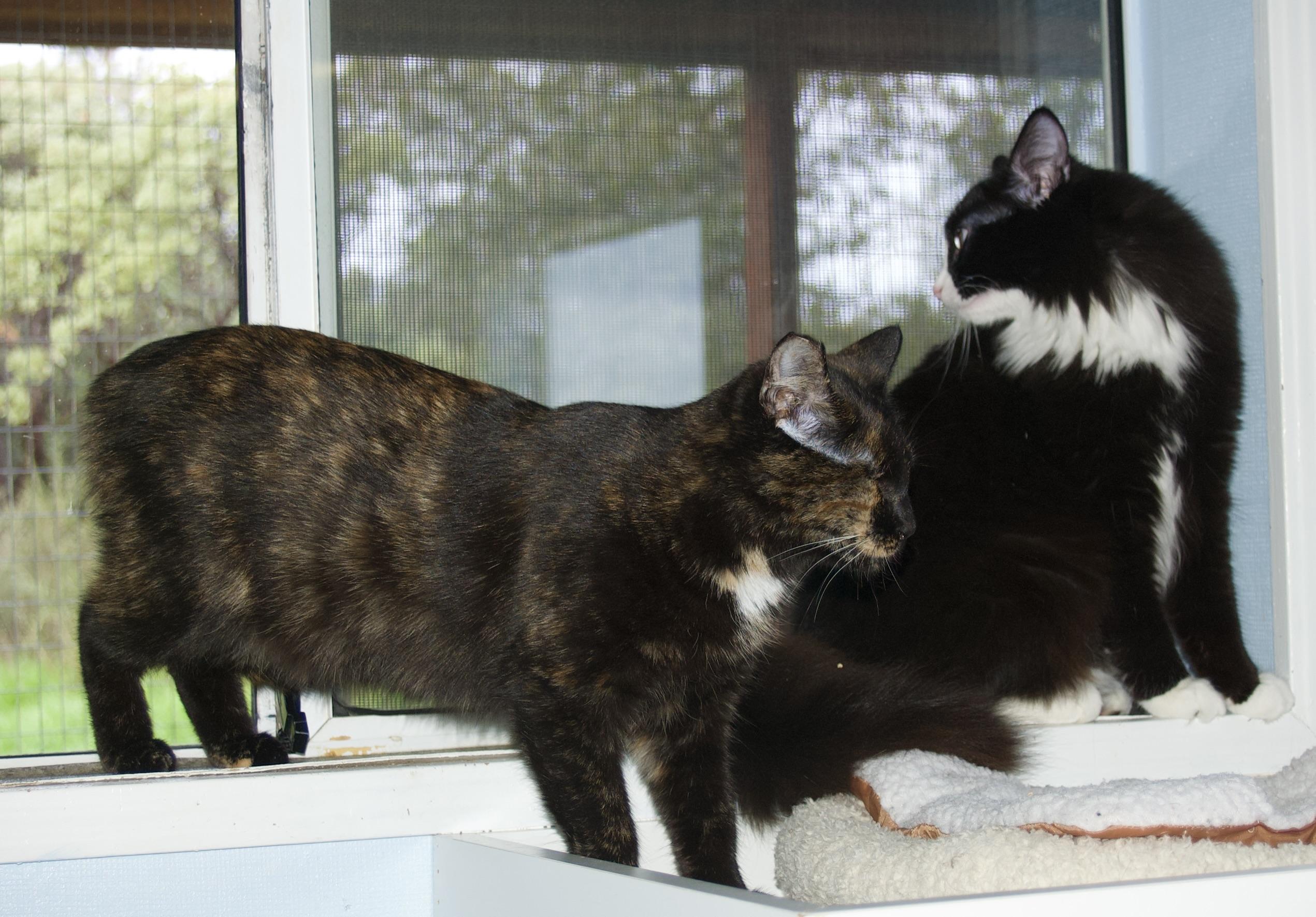 Enlarge Veronica Kelly, a Adoptable Tortoiseshell in Grass Valley, CA image 4/6