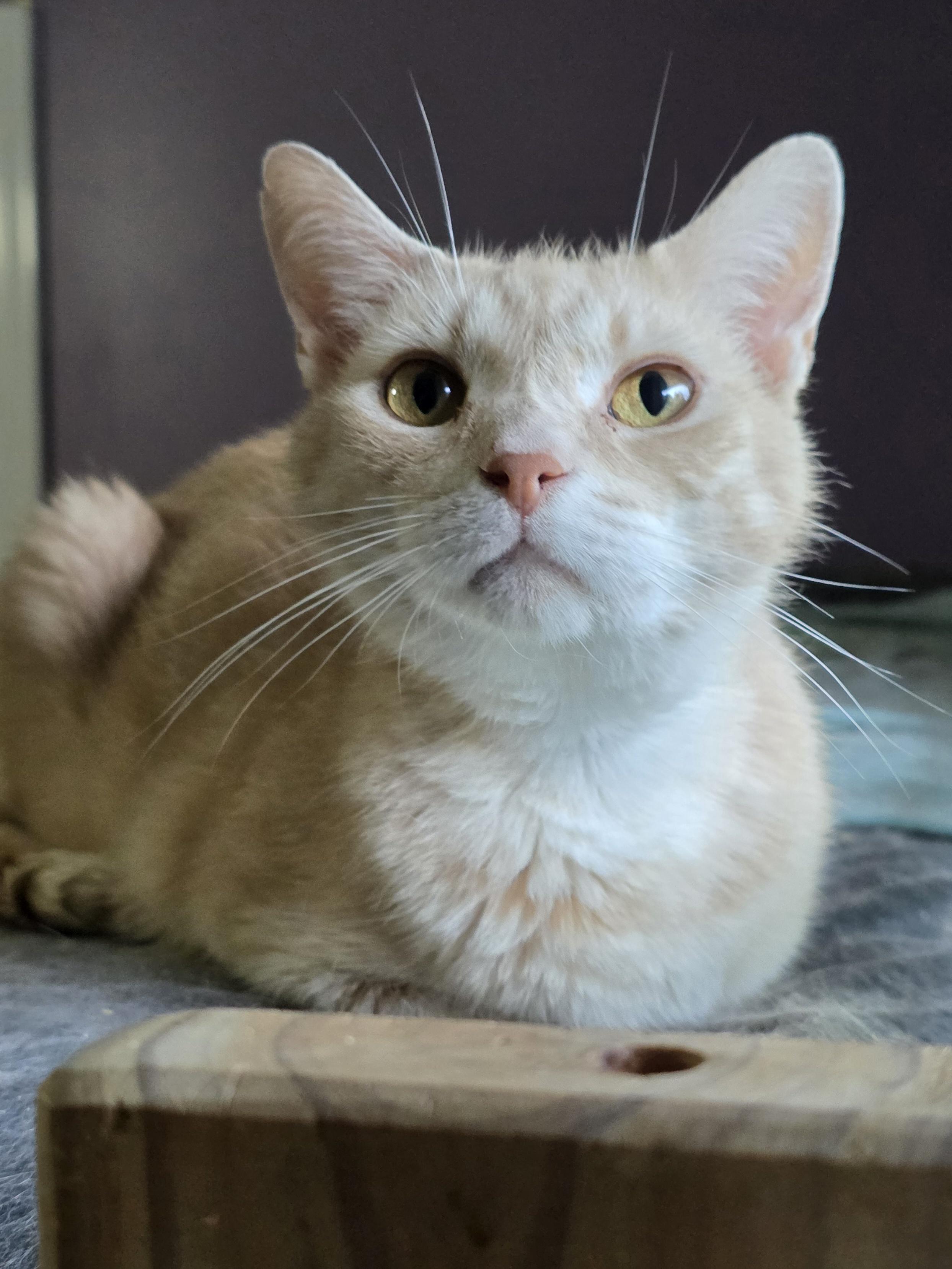 Virgil, ADOPTABLE, Adult Male Domestic Short Hair.