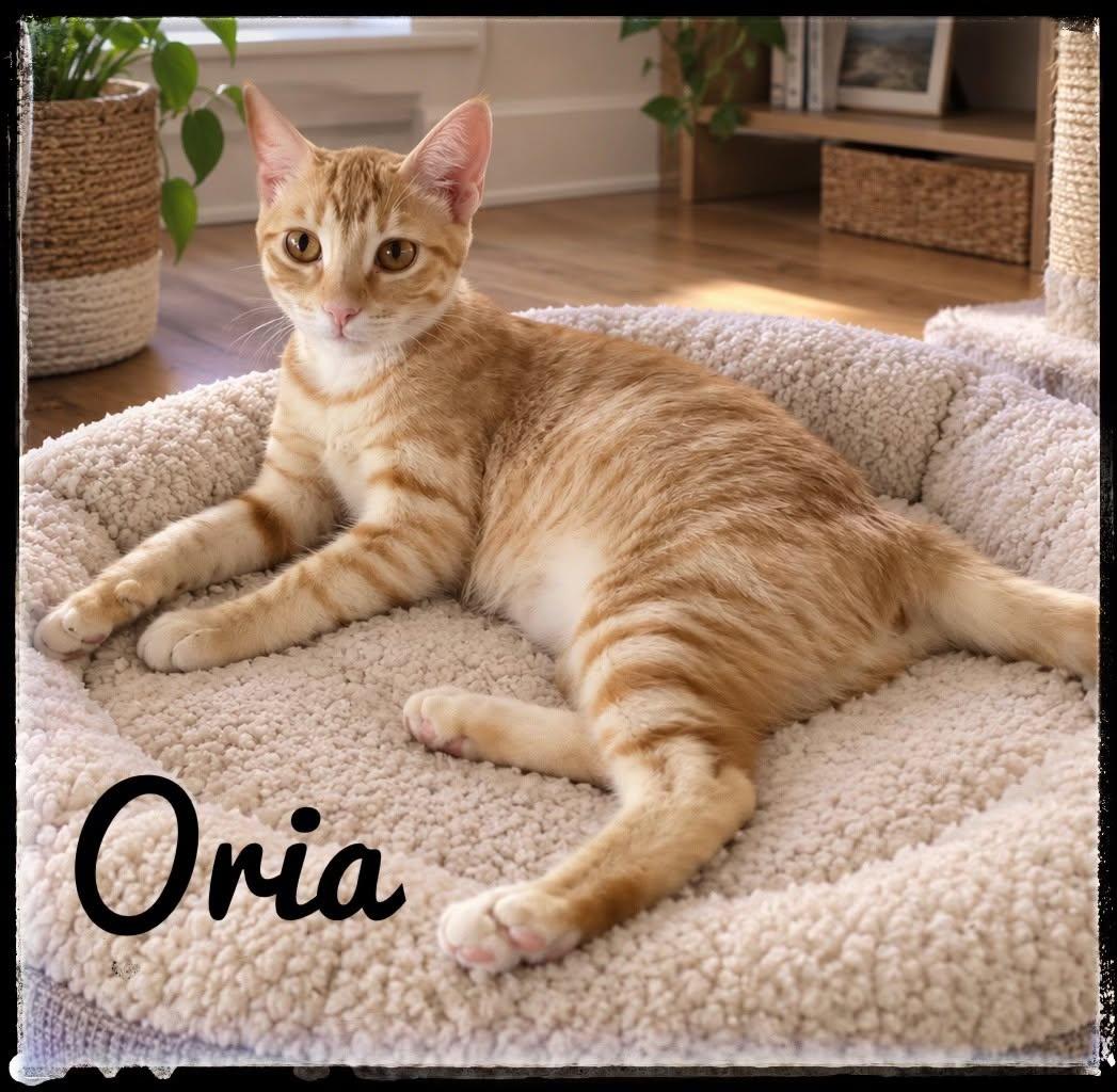 Enlarge Oria, a Adoptable Domestic Short Hair in El Cajon, CA image 1/1