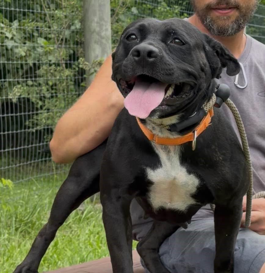 Skylar, Adoptable, Adult Female Mixed Breed.