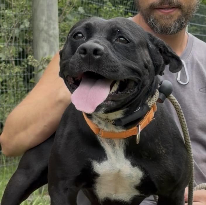 Skylar, a Adoptable Mixed Breed in Plain City, OH image 2/5