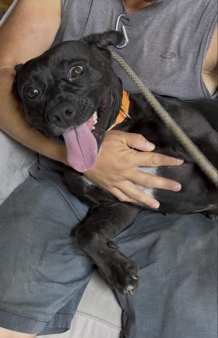 Skylar, a Adoptable Mixed Breed in Plain City, OH image 3/5