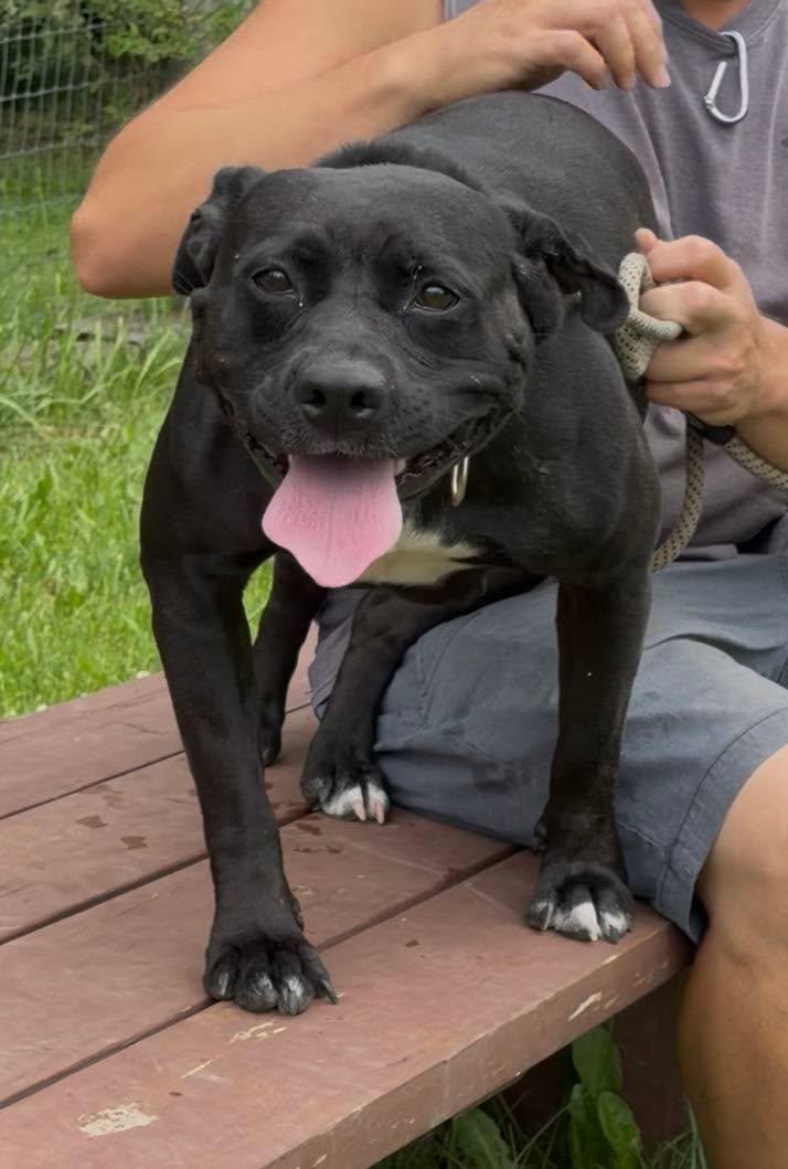Skylar, a Adoptable Mixed Breed in Plain City, OH image 4/5