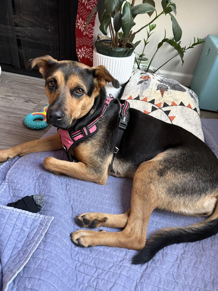 Linda, a Adoptable mixed breed in los angeles, CA image 2/5