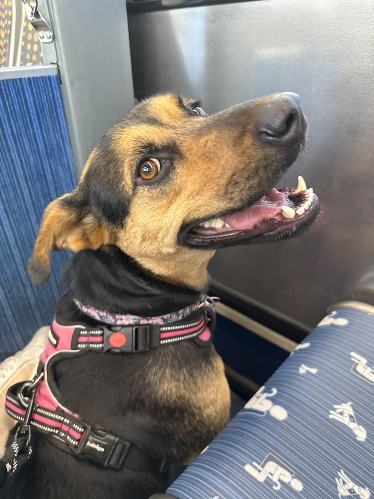 Linda, a Adoptable mixed breed in los angeles, CA image 4/5