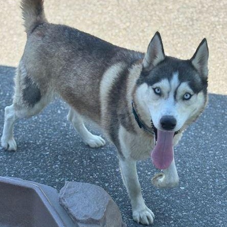 Siggy *BONDED PAIR WITH ROLLO*, Adoptable, Adult Female Siberian Husky.