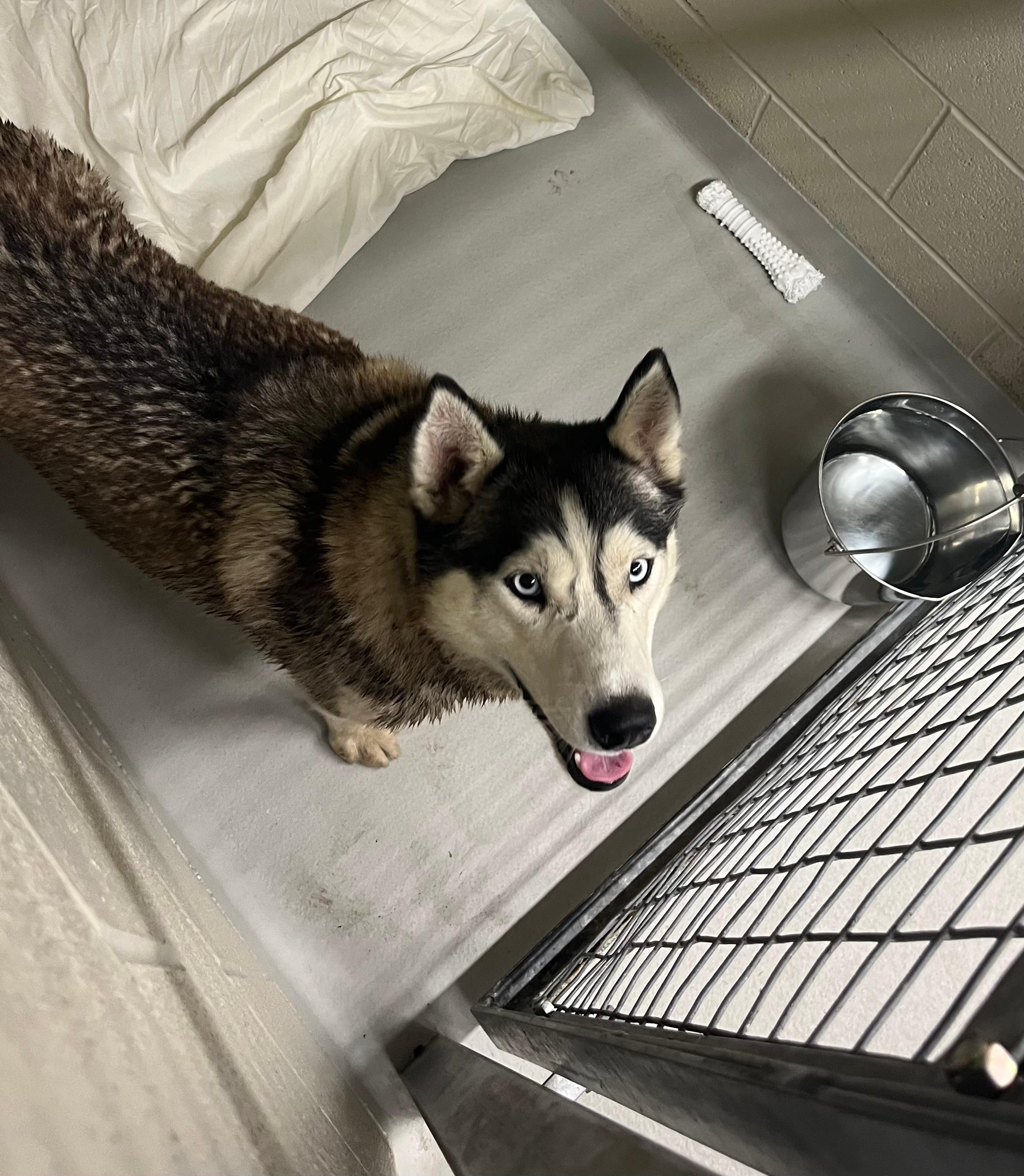 Siggy *BONDED PAIR WITH ROLLO*, a Adoptable Siberian Husky image 2/2