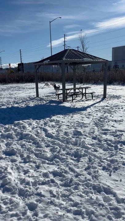 Enlarge Siggy *BONDED PAIR WITH ROLLO*, a Adoptable Siberian Husky in Caledon, ON video 3/3