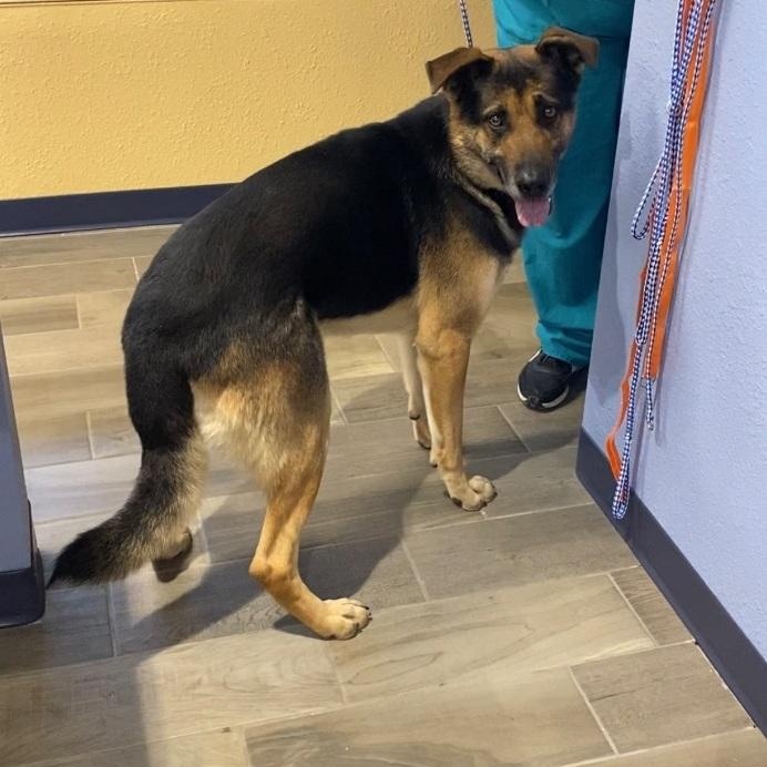 Zed, ADOPTABLE, Adult Male German Shepherd Dog.