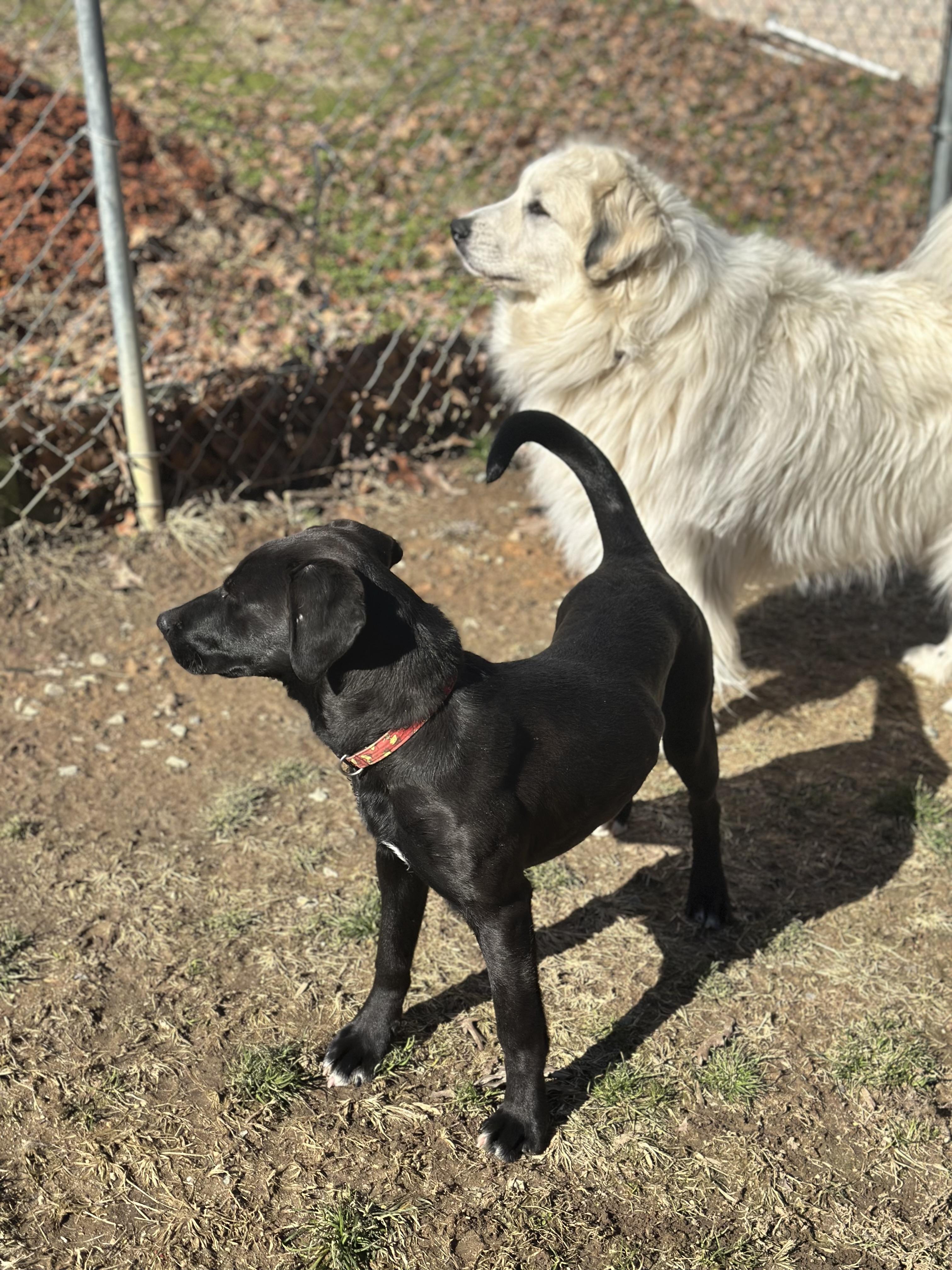 Gabby, a Adoptable mixed breed in Lexington, NC image 5/6