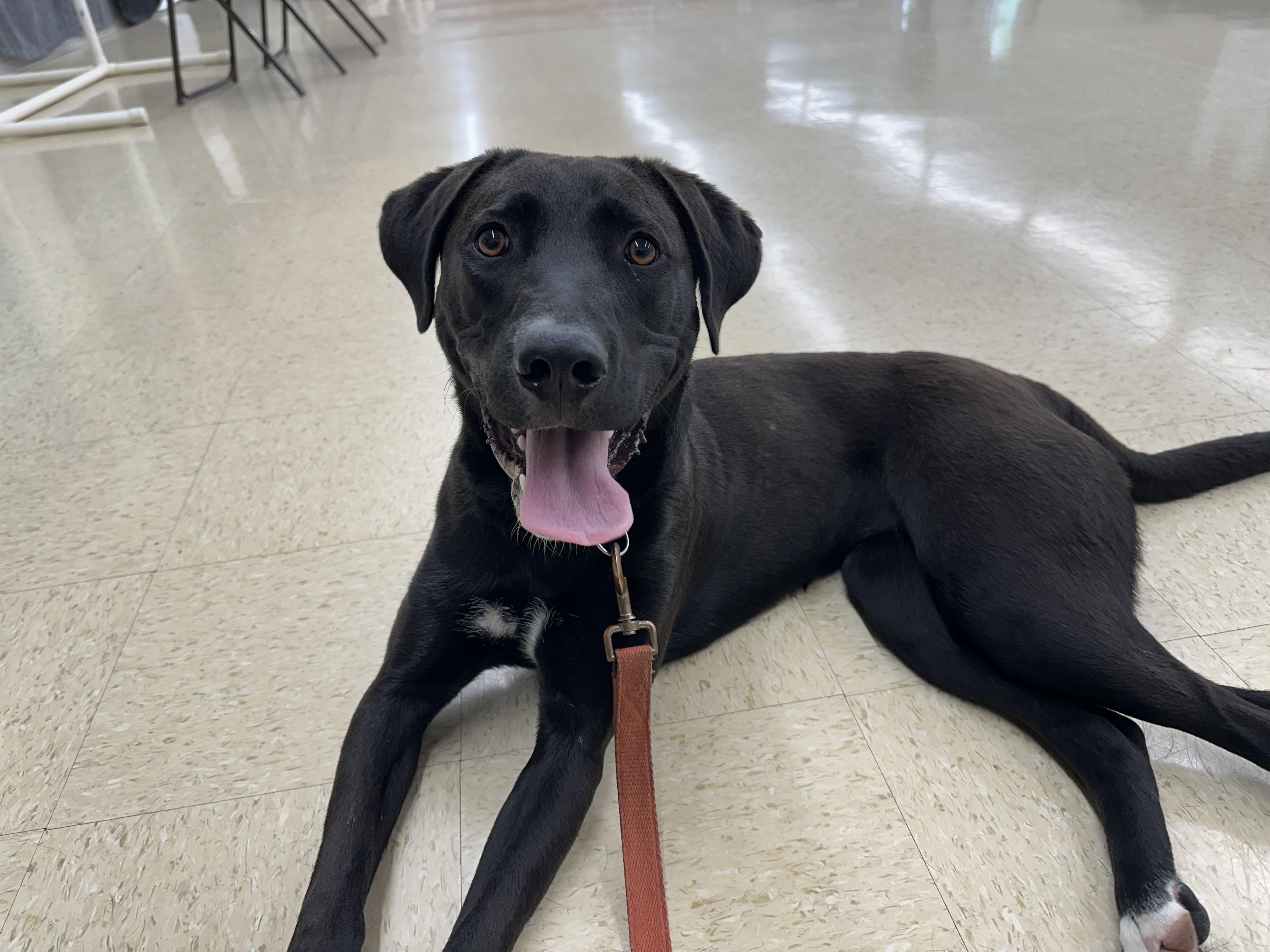 Gabby, Adoptable, Adult Female Black Labrador Retriever.