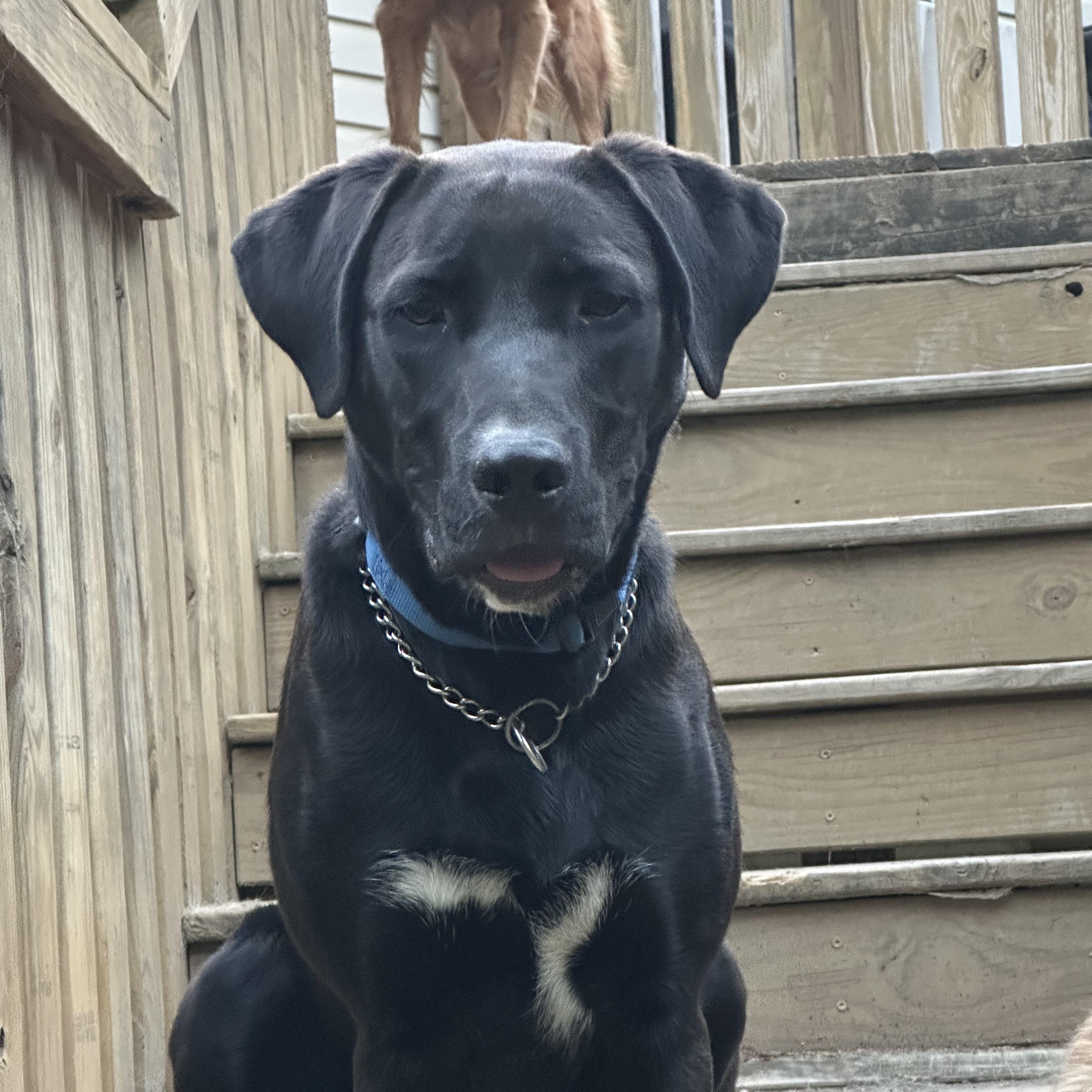 Gabby, a Adoptable mixed breed in Lexington, NC image 4/6