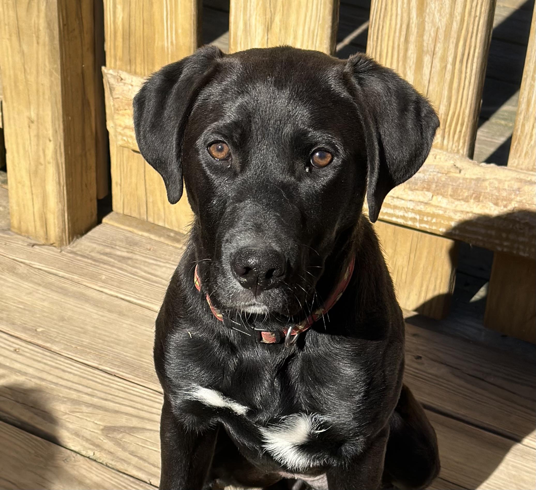 Gabby, a Adoptable mixed breed in Lexington, NC image 2/6