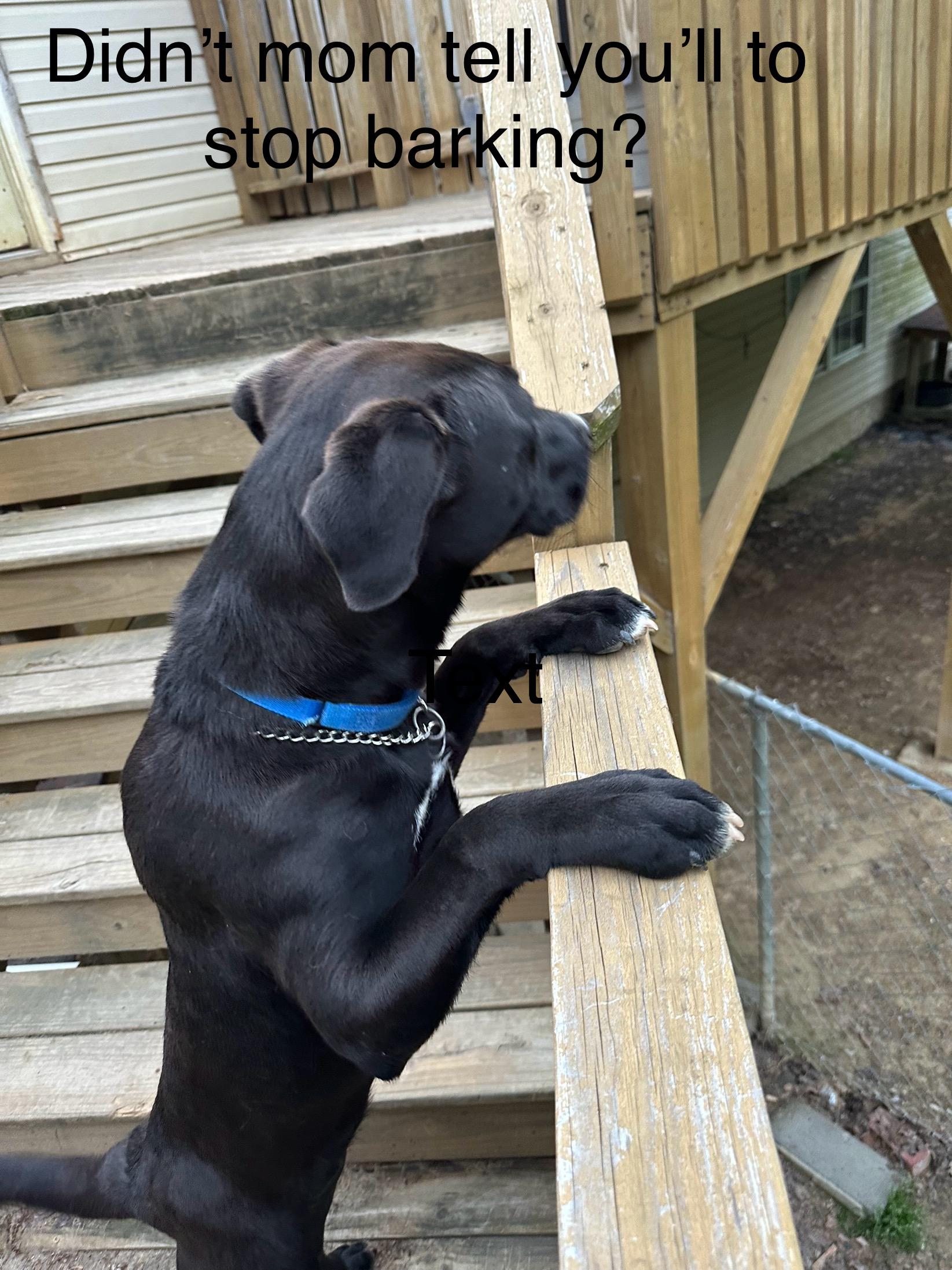 Gabby, a Adoptable mixed breed in Lexington, NC image 6/6