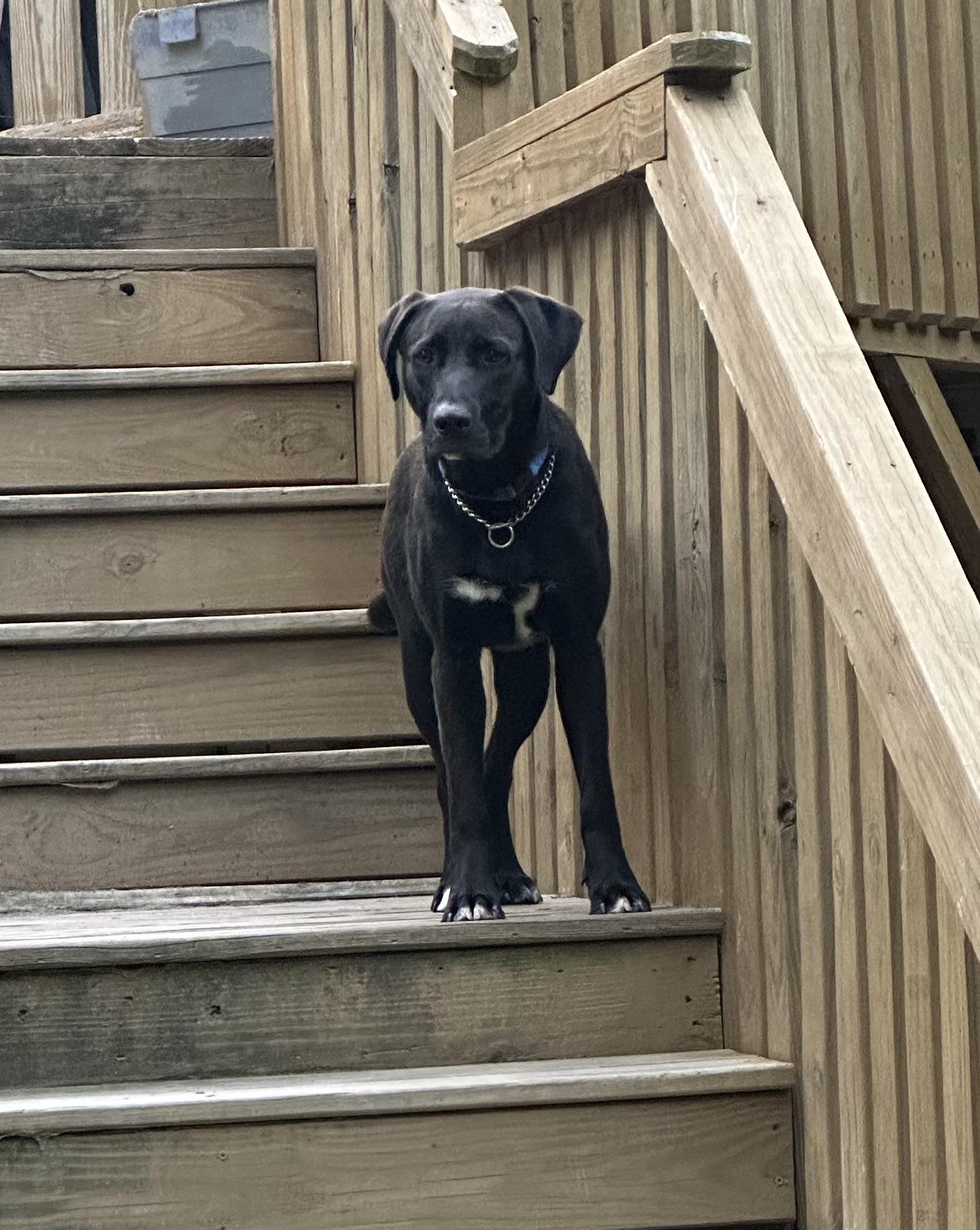 Gabby, a Adoptable mixed breed in Lexington, NC image 3/6
