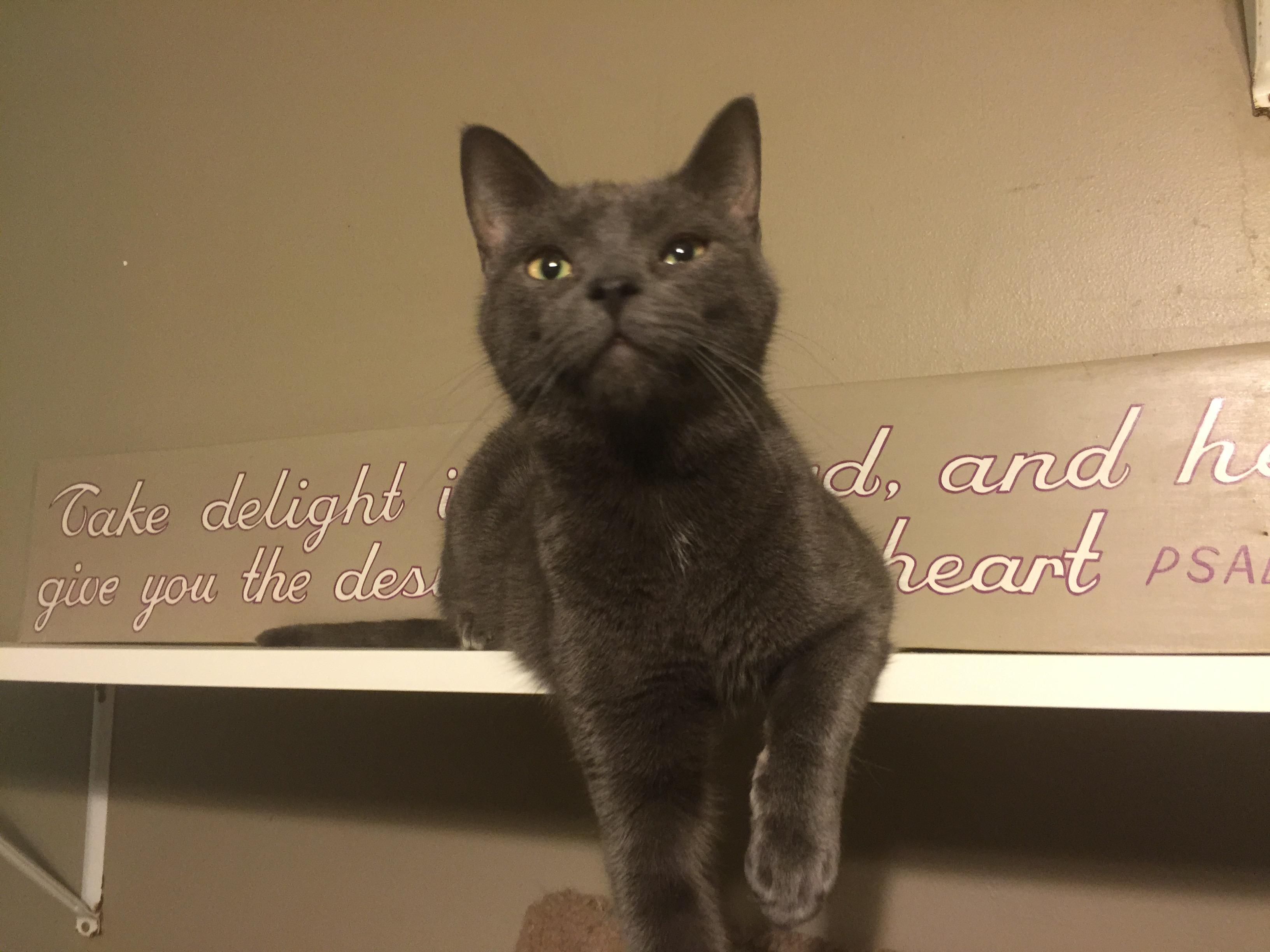 Enlarge Murphy, a Adoptable Domestic Short Hair in Kansas City, MO image 1/6