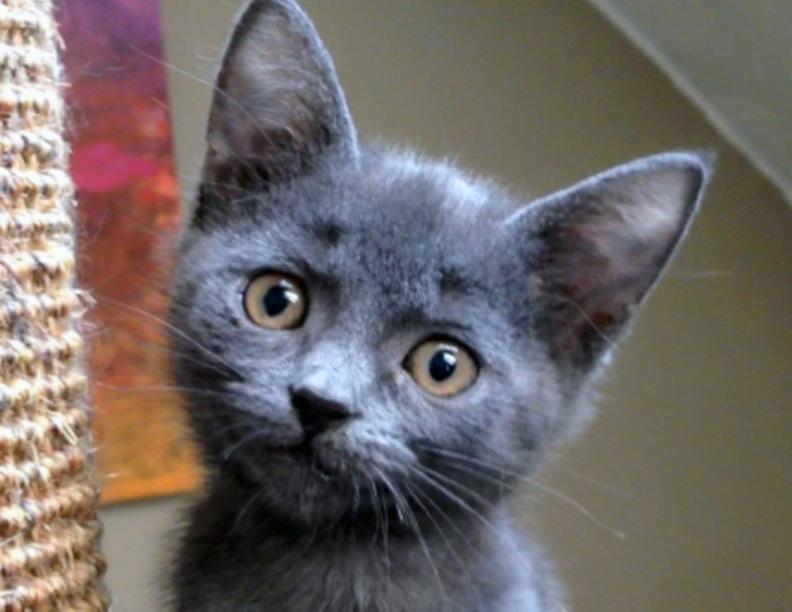 Enlarge Murphy, a Adoptable Domestic Short Hair in Kansas City, MO image 2/6