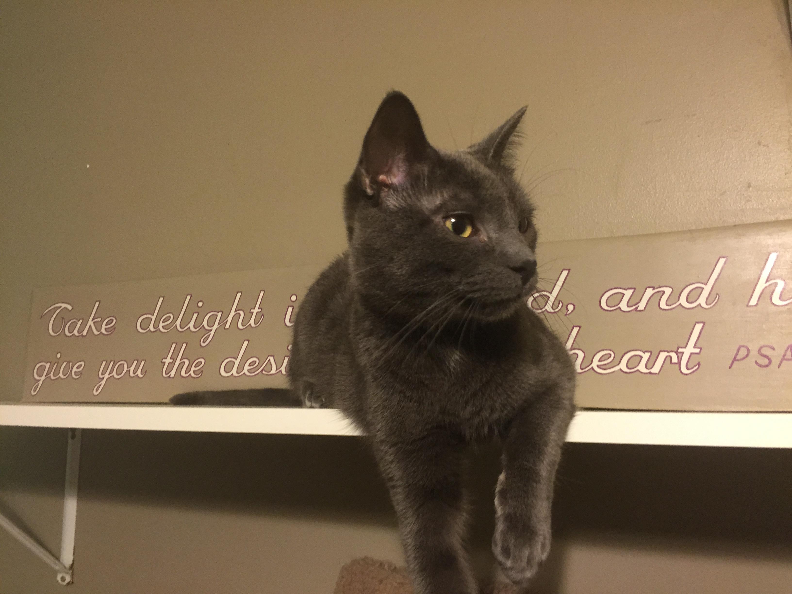 Enlarge Murphy, a Adoptable Domestic Short Hair in Kansas City, MO image 3/6