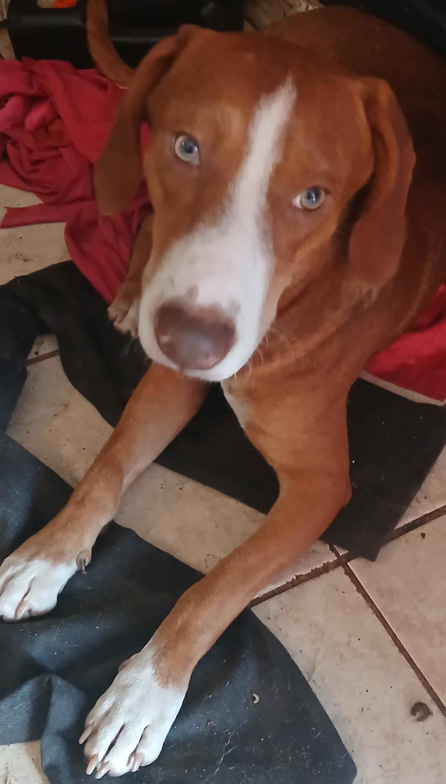 Sam, ADOPTABLE, Young Male Beagle.