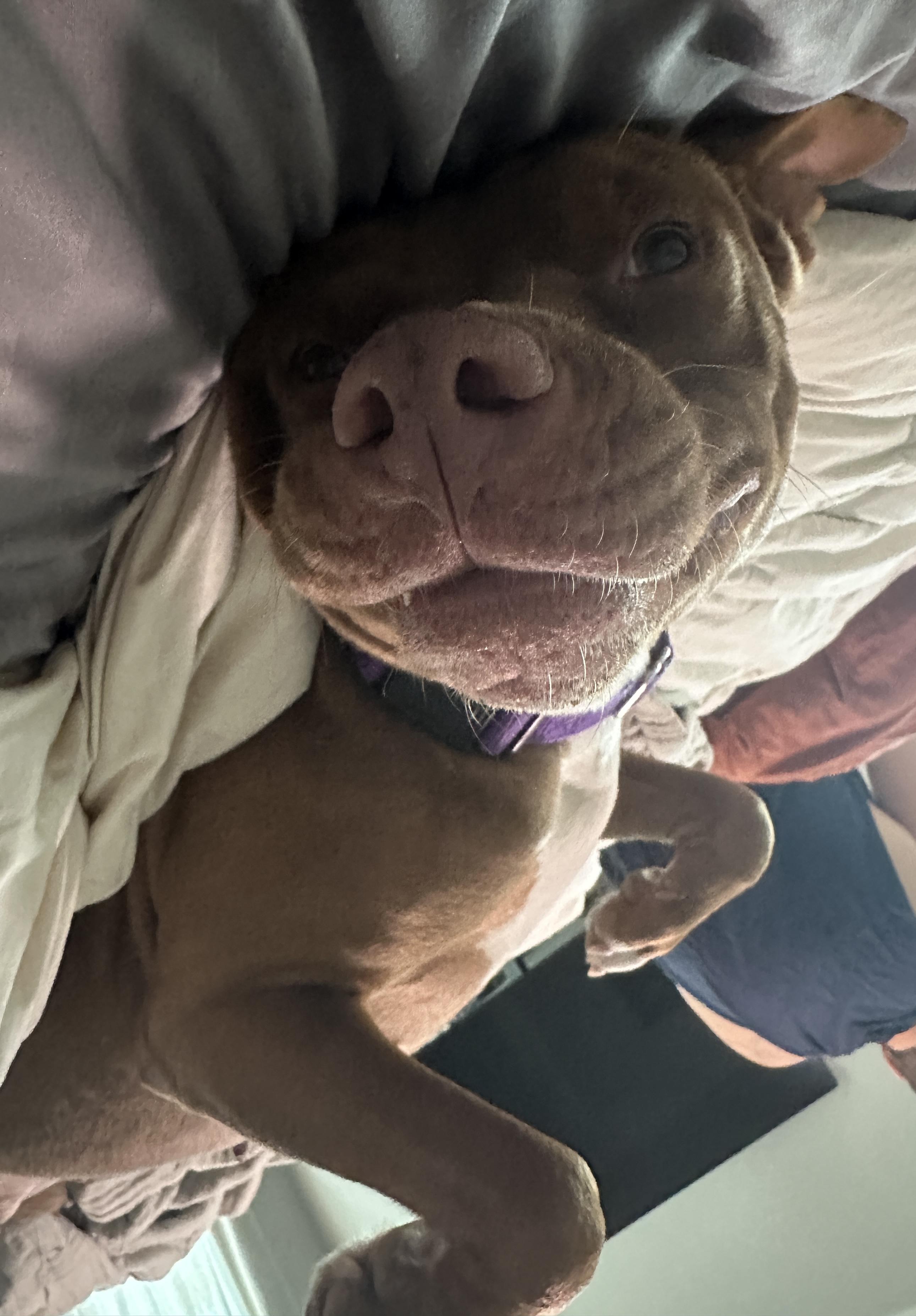 Enlarge Breezey, a Adoptable Pit Bull Terrier in Evans City, PA image 5/6