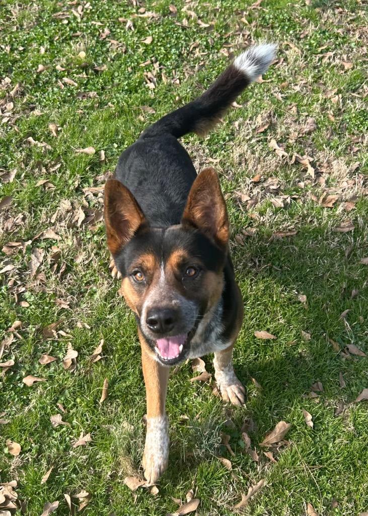Tiramisu, Adoptable, Adult Male Cattle Dog.