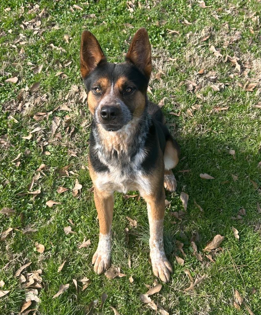 Enlarge Tiramisu, a Adoptable mixed breed in Little Rock, AR image 2/3