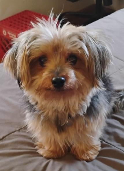 Mocha, Adult Female Maltese