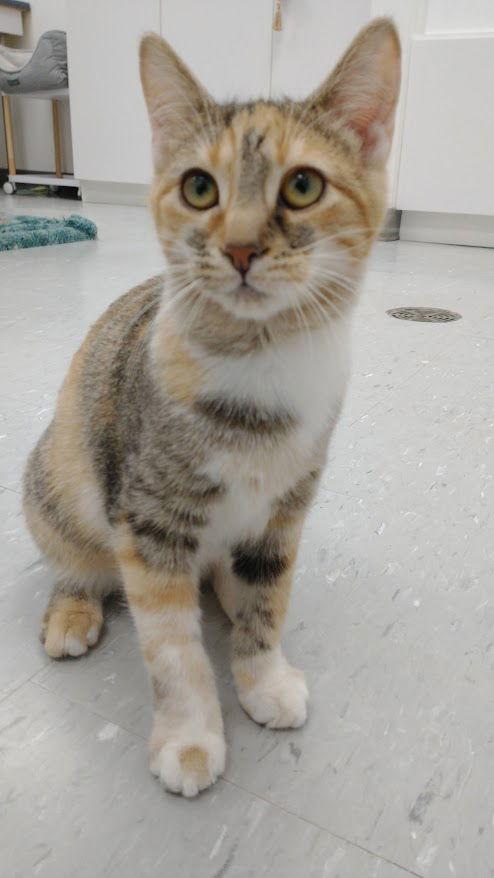Enlarge Clover (+ Lucky), a Adoptable Domestic Short Hair in Richmond Hill, ON image 1/3