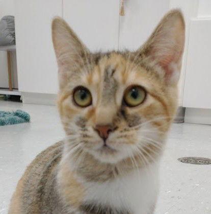 Enlarge Clover (+ Lucky), a Adoptable Domestic Short Hair in Richmond Hill, ON image 2/3