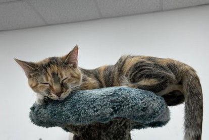 Enlarge Clover (+ Lucky), a Adoptable Domestic Short Hair in Richmond Hill, ON image 3/3