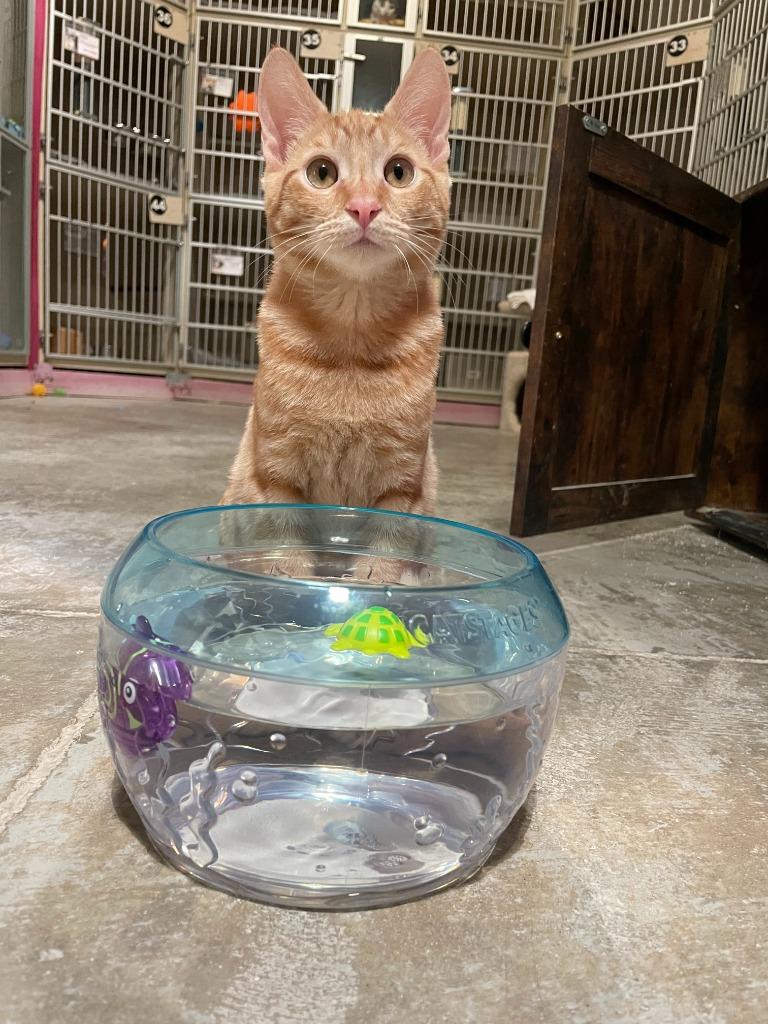 Rowan, Adoptable, Kitten Male Domestic Short Hair.