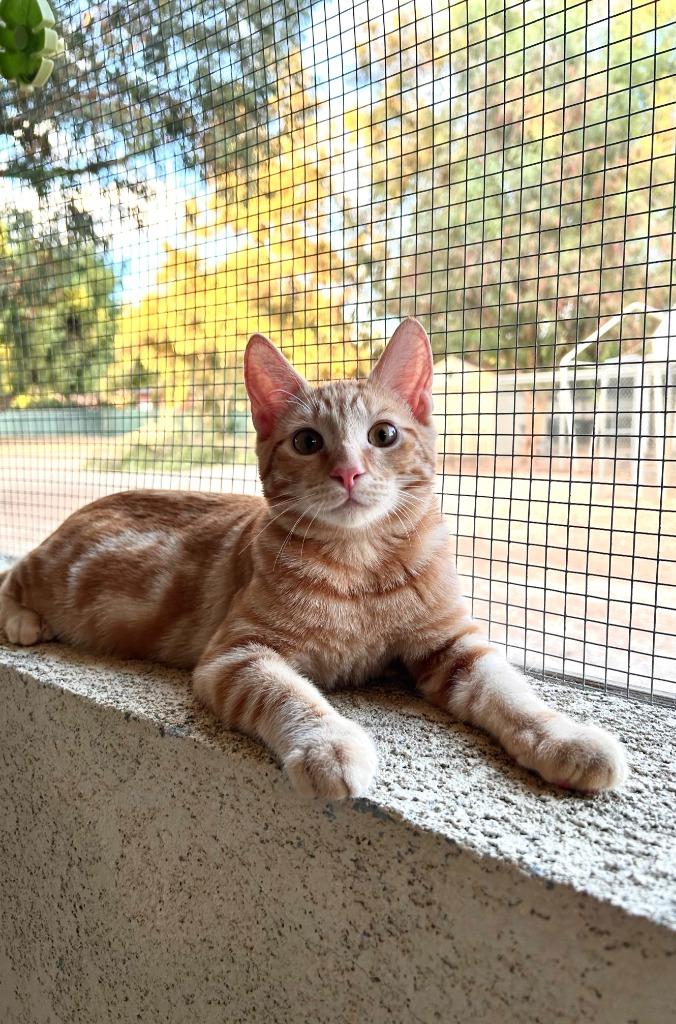 Enlarge Rowan, a Adoptable mixed breed in Los Angeles, CA image 4/4