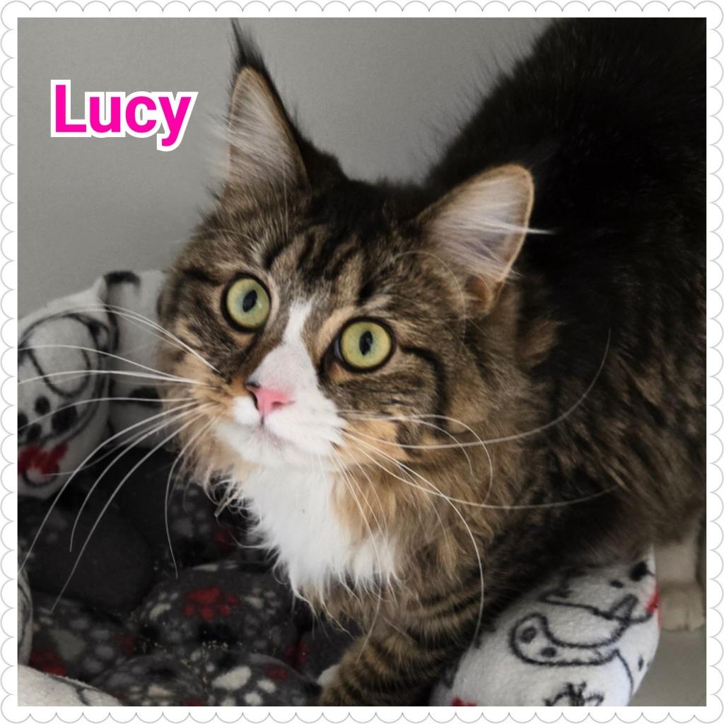 Enlarge Lucy, a Adopted mixed breed in North Saint Paul, MN image 1/4