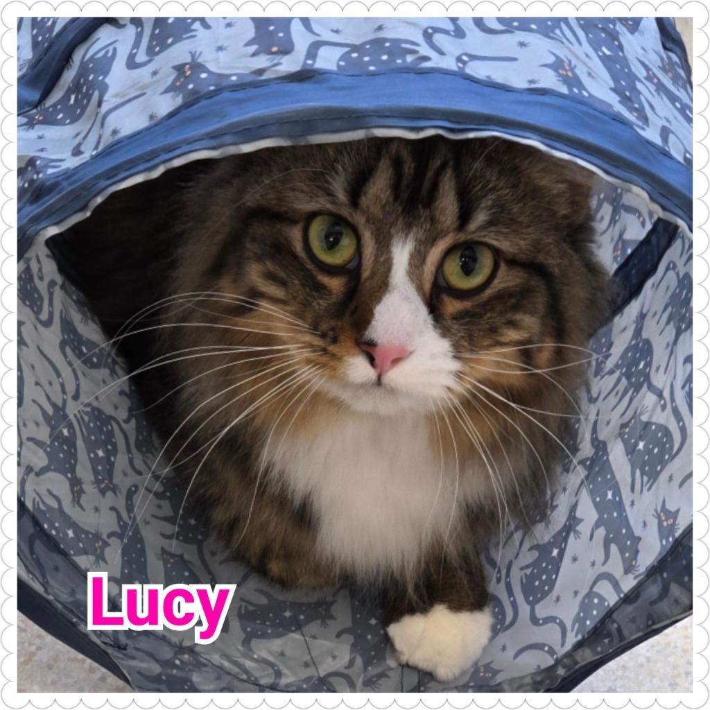 Enlarge Lucy, a Adopted mixed breed in North Saint Paul, MN image 2/4