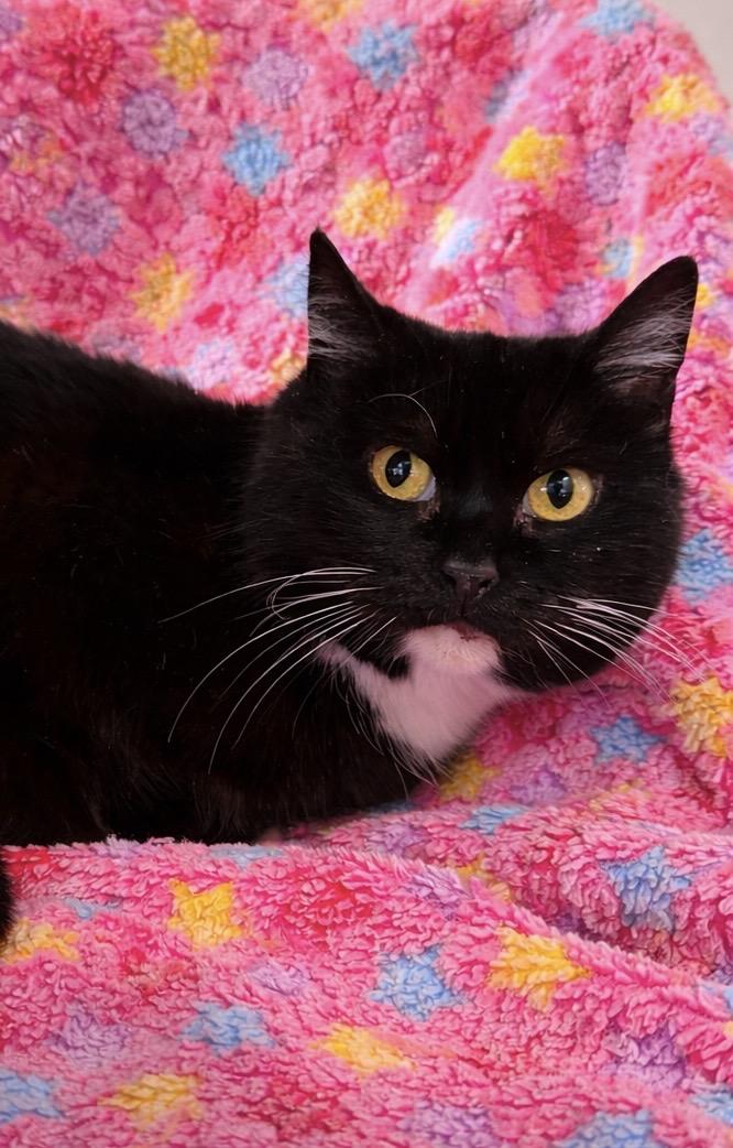 Enlarge Bubble Gum, a ADOPTABLE mixed breed in Greensboro, NC image 1/1