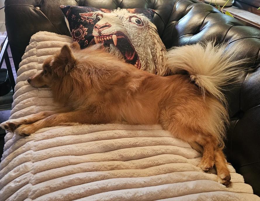 Enlarge Rusty Foxington, an adoptable Pomeranian in Davis, CA image 5/6