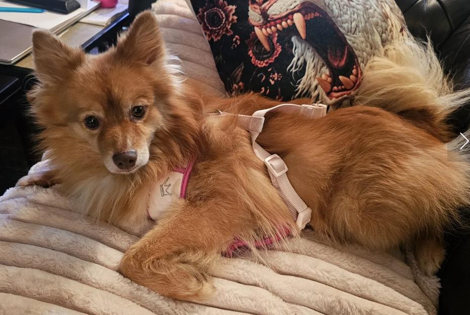 Enlarge Rusty Foxington, an adoptable Pomeranian in Davis, CA image 6/6