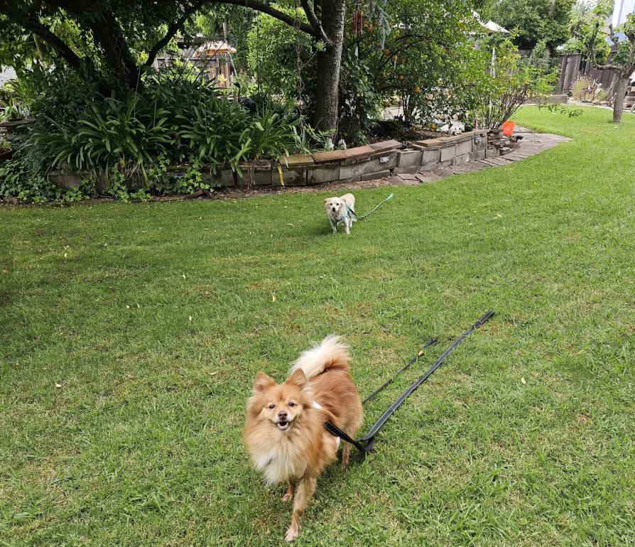 Enlarge Rusty Foxington, an adoptable Pomeranian in Davis, CA image 4/6