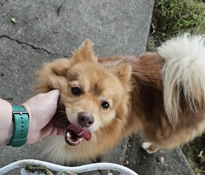 Rusty Foxington, adoptable, Young Male Pomeranian.